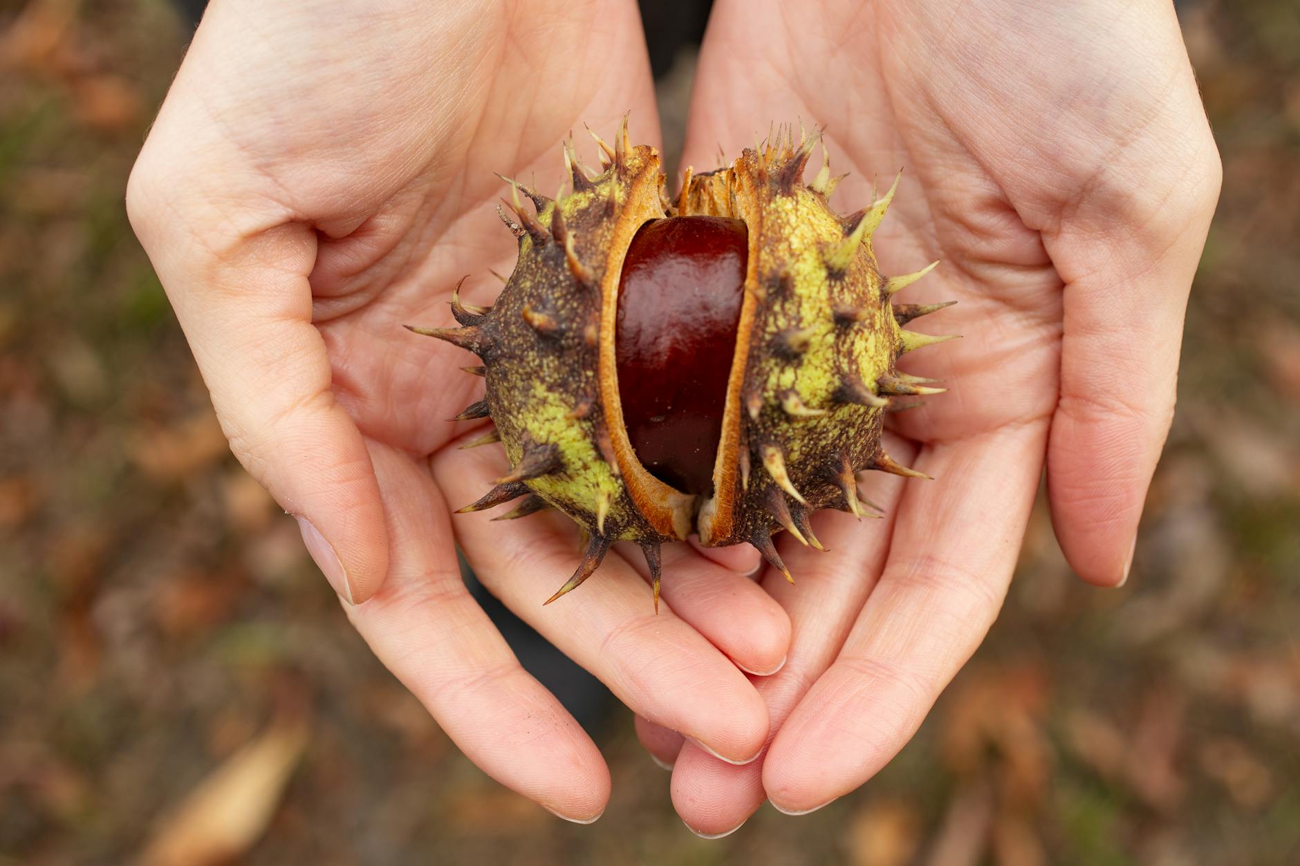 Close-up of hands holding a fresh chestnut outdoors in autumn season, showcasing nature's bounty.