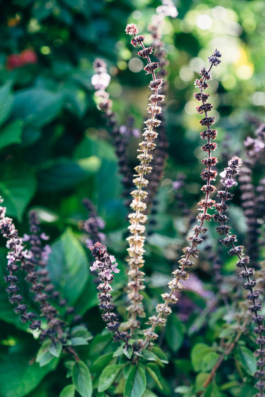 Sunlit basil blossoms surrounded by lush summer foliage in a serene garden setting.