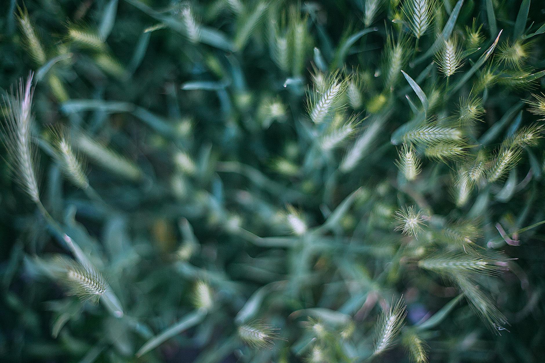 Close-up shot of lush green wheat stalks swaying in a summer field.