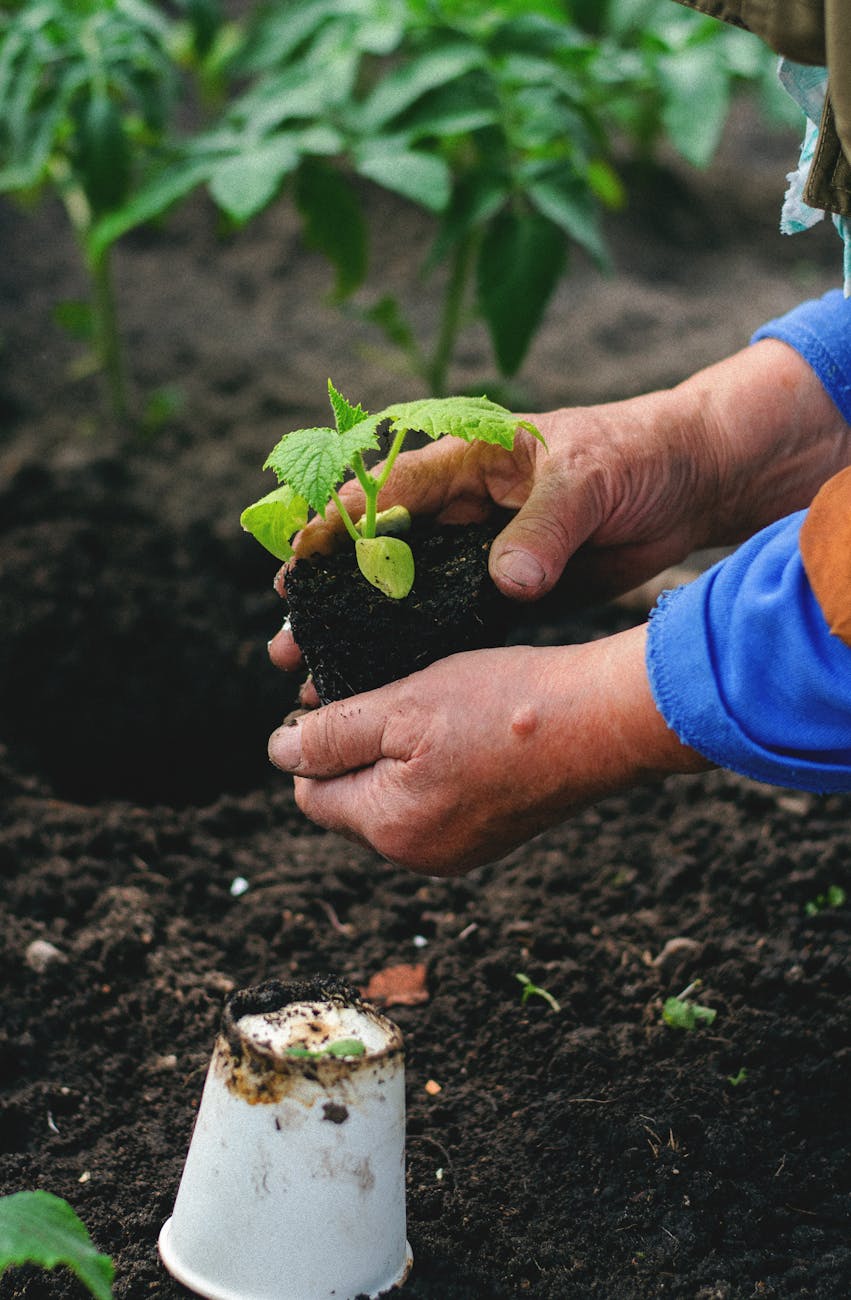 Close-up of hands planting a young vegetable seedling in rich soil, representing growth and nature.