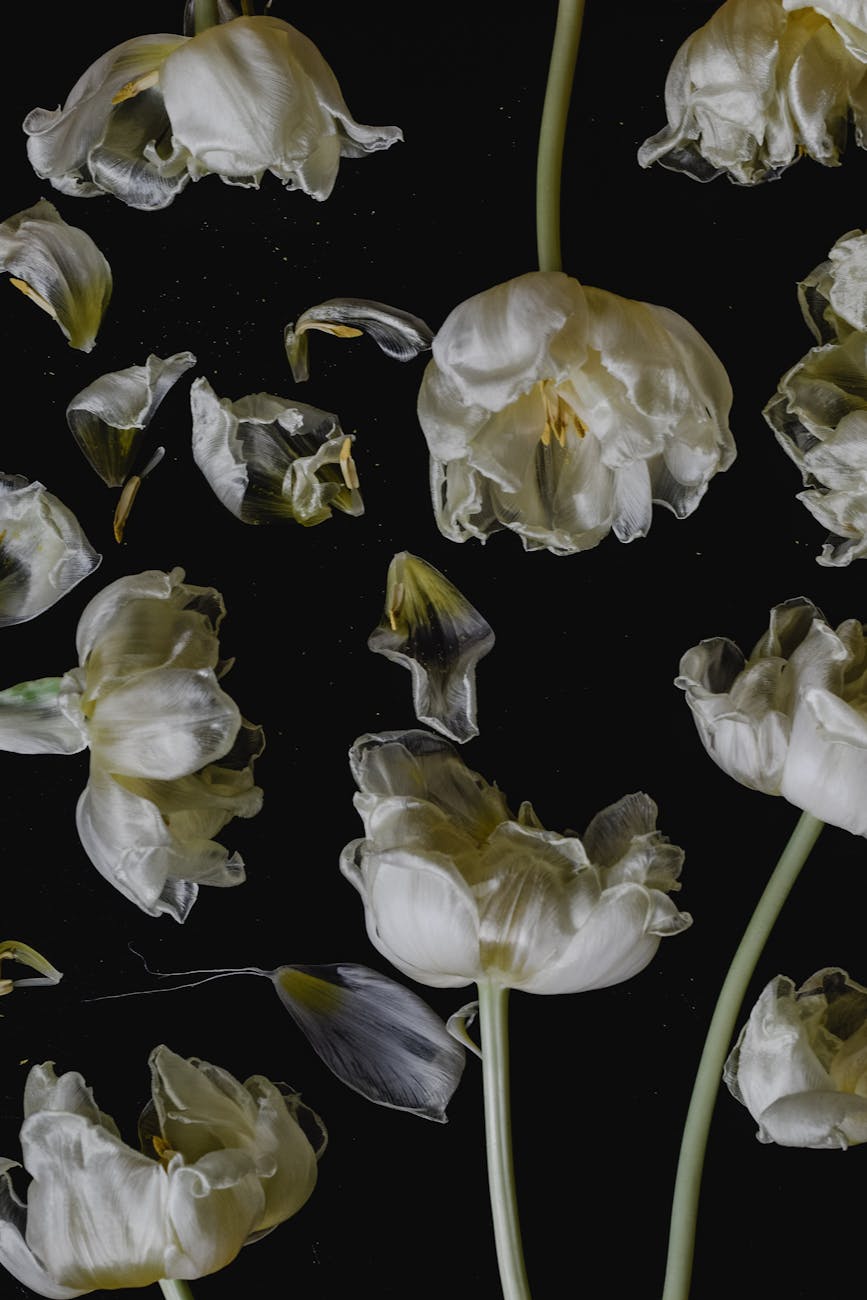 Stunning photo of white tulips against black, showcasing wilted beauty in an artistic style.