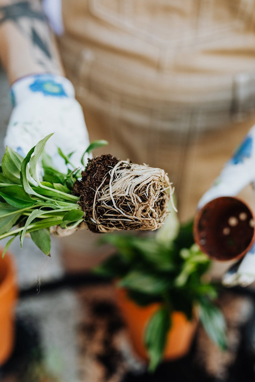 Hands repotting a Spathiphyllum plant, showing roots and soil in an indoor setting.