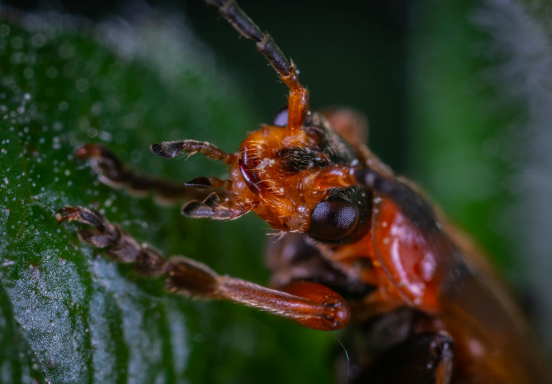 Detailed macro shot of a vibrant insect on a green leaf, showcasing its intricate features.