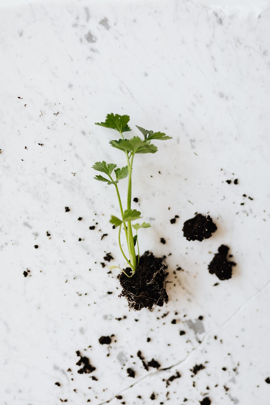 Overhead view of a parsley sprout on a marble background, ideal for gardening or culinary themes.