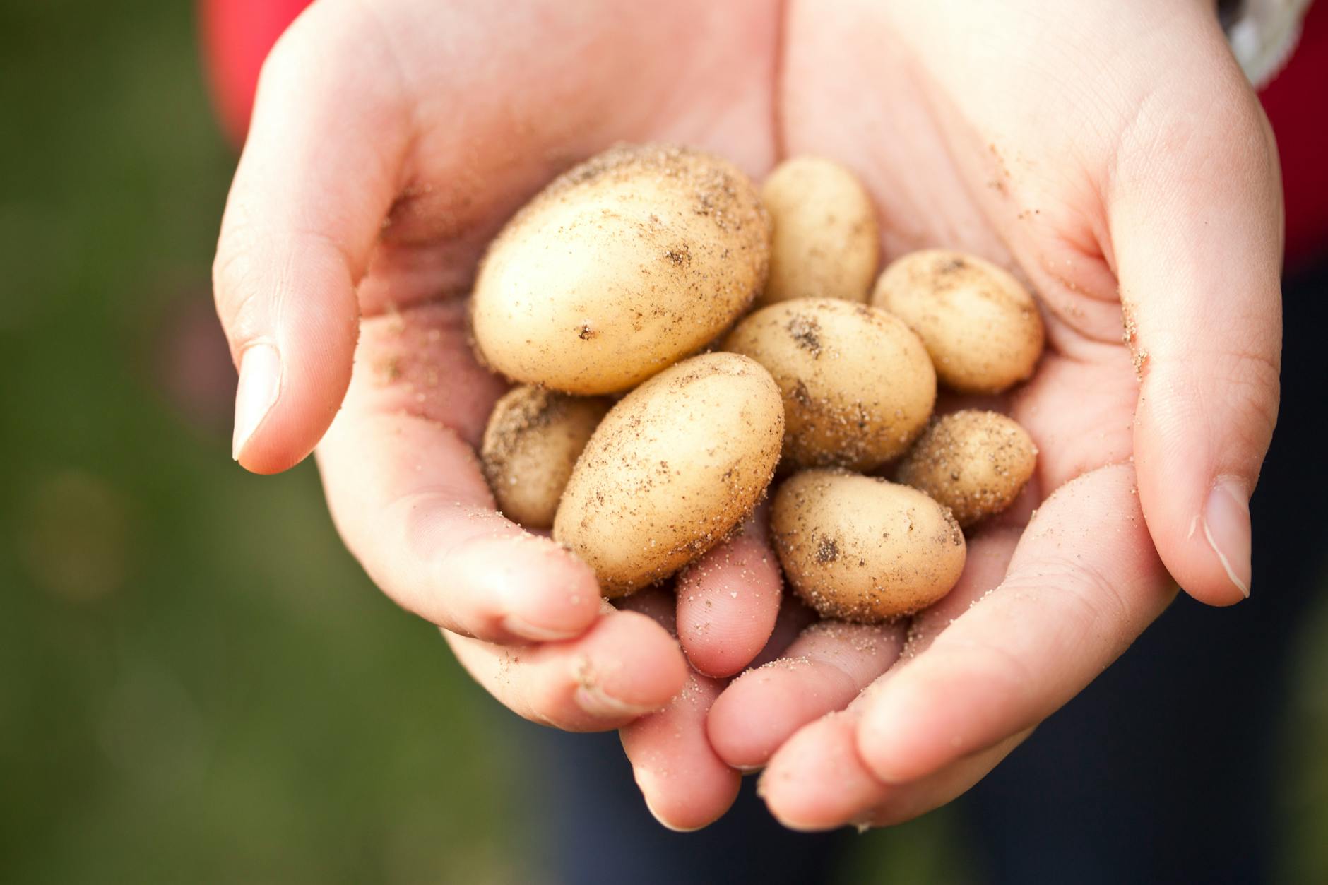 Close-up of freshly harvested baby potatoes held in hands. Ideal for farming and food themes.
