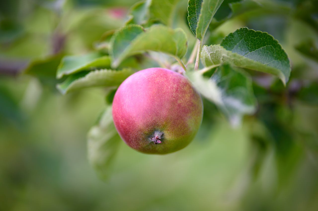 A ripe red apple hangs from a tree branch with vibrant green leaves in a summertime orchard.