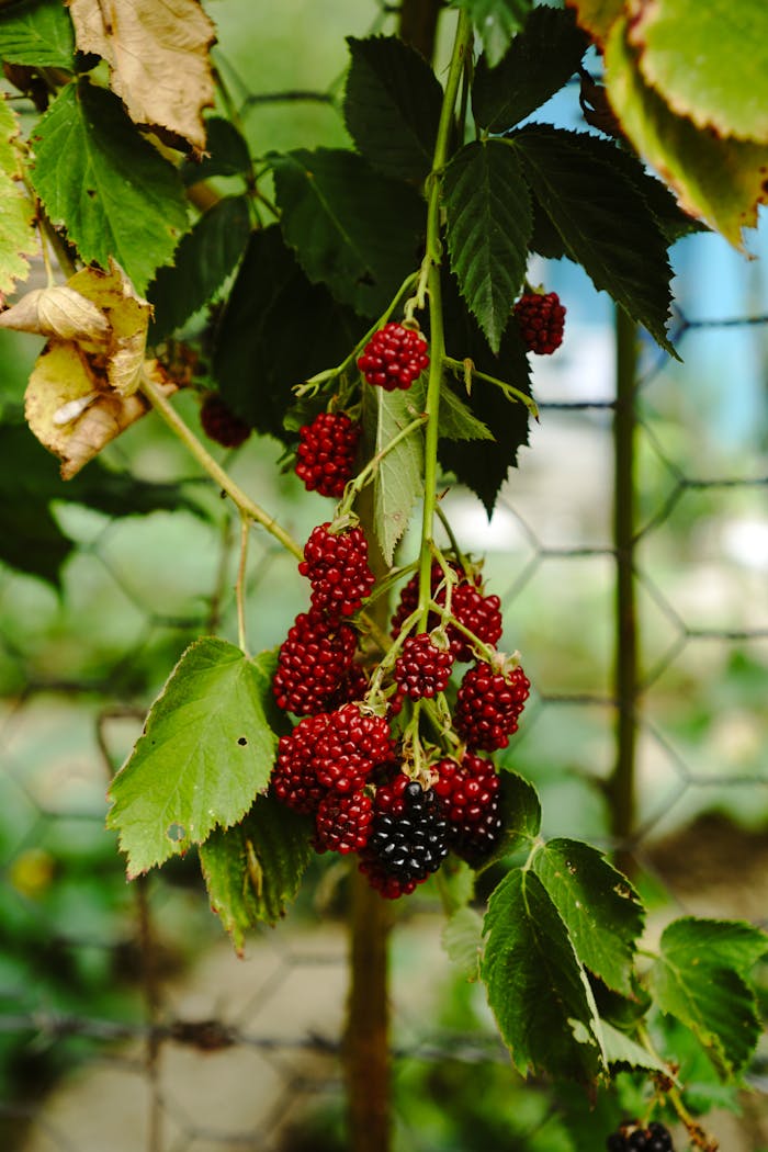 Close-up of ripe blackberries hanging on a branch in a lush summer garden, showcasing natural freshness.