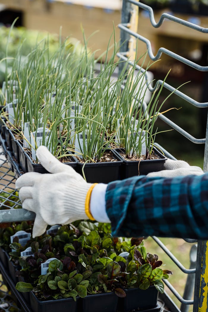 Crop unrecognizable gardener in gloves taking box with fresh organic green plants from metal shelf in daylight