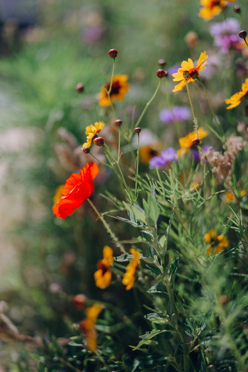 Colorful wildflowers, including poppies, in a vibrant garden setting.