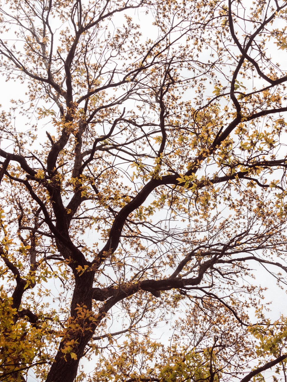 Upward view of a tree in spring, showcasing detailed branches and blossoming leaves.