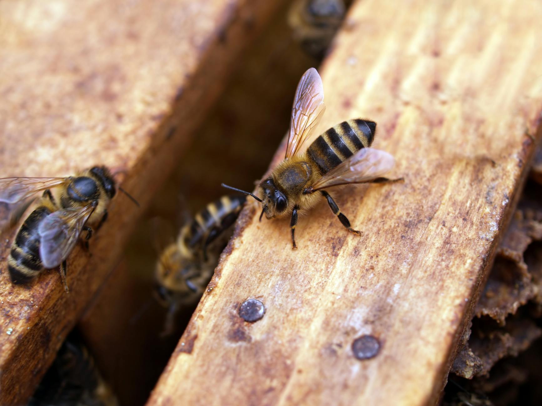 Macro shot of honey bees on a wooden hive, showcasing intricate bee and hive details.